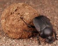 ¿Cómo es que se alimenta el escarabajo pelotero?
