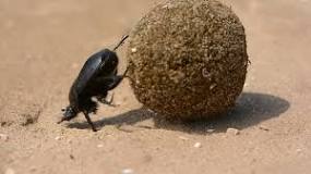 ¿Cómo se nutre el escarabajo pelotero?