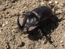 Escarabajos Brillantes: Explorando la Vibrante Gama de Colores - 3 - enero 30, 2023