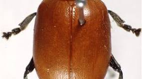 qué color es el escarabajo