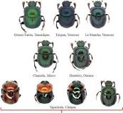 color escarabajo
