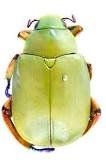 qué color son los escarabajos