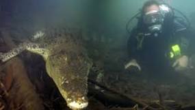cocodrilos respiran debajo del agua