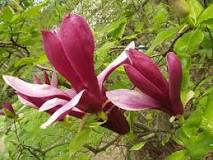 Magnolia China: El Encanto de los Jardines - 3 - enero 18, 2023