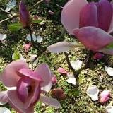 magnolia liliflora china