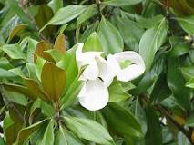 ¿Dónde se halla la magnolia Liliflora?
