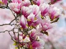 ¿En dónde se halla la magnolia Liliflora?