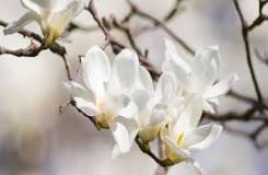 ¿Dónde plantar un arbol de magnolia?