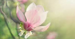 ¿Cuánto sol necesita la magnolia?