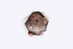 ¿Qué están comiendo los ratones en las casas?