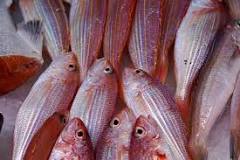 ¿Cómo es que eliminar el anisakis del pescado?