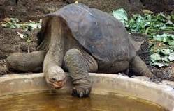 ¿Cómo es que vivia la tortuga titán de Pinta?