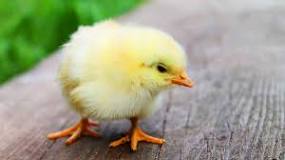 ¿En cuanto las gallinas ponen huevos sin gallo?