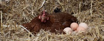 ¿Cuando las gallinas ponen huevos sin gallo?