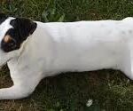 ¡El Parson Russell Terrier, un Perro Dinámico!