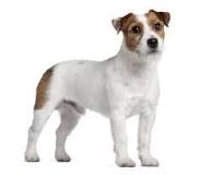 parson russell terrier