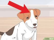 ¿Cuántos tipos de Jack Russell Terrier existen?