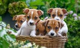 ¿Cuántos géneros de Jack Russell Terrier existen?