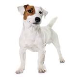 ¿Qué tan sagaz es un Jack Russell Terrier?