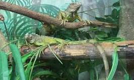 ¿Como debe ser el hábitat de una iguana?