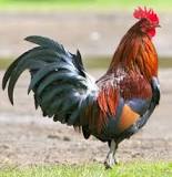 ¿Cuál es la funcion del gallo en el gallinero?