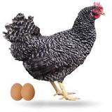¿Qué sucede si las gallinas no poseen gallo?