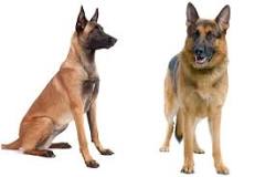 ¿Cuántas clases de perro pastor belga hay?