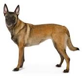 ¿Cómo saber si un perro pastor belga es original?
