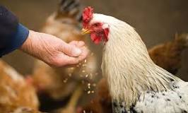 ¿Qué se le puede entregar a las gallinas a fin de que pongan huevos?