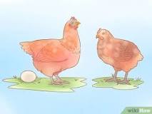 todas y cada una las gallinas ponen huevos