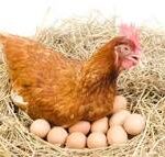 ¿Por qué las gallinas descansan en invierno?