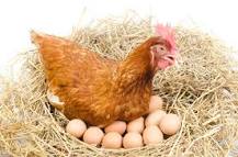mis gallinas no ponen huevos