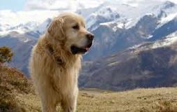 ¿Cuánto cuestan los perritos Pirineos?