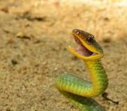 ¿Qué precisa como para vivir la serpiente de cascabel?