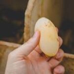 ¿Por qué las gallinas producen huevos blandos?