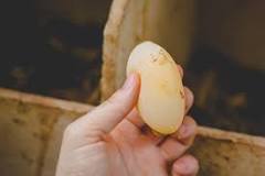 ¿Por qué las gallinas producen huevos blandos? - 3 - diciembre 17, 2022
