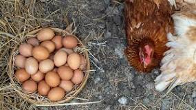 pues las gallinas colocan huevos niños