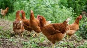 ¿Por qué motivo las gallinas no ponen huevos en invierno?