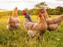 ¿Qué animalitos se están comiendo los huevos de las gallinas?