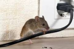 ¿Qué cosas pueden roer las ratas?