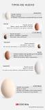 ¿Cuántos géneros de huevos de gallina hay?