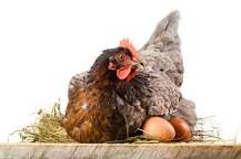 como realizar que las gallinas no se están comiendo sus huevos