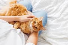 Chupando Gatos: Una Mirada a la Lactancia