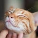 Atrápalo: Cuidando a un Gato Pegajoso