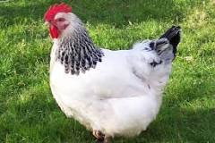 razas de gallinas