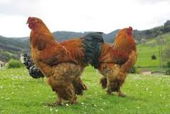 ¿Cuál es la raza de gallina más voluminoso?