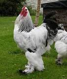 ¿Cuál es la raza de gallina más grande?