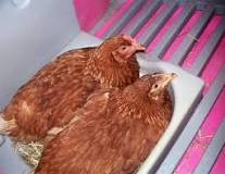 ¿Cuánto ardua una gallina clueca sin huevos?