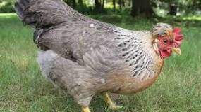 ¿Cuántos huevos pone la gallina araucana?