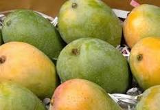 Mangos de Venezuela: Una Variedad de Sabores
